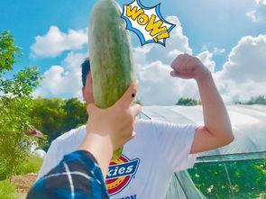 网红肥肥吃瓜,揭秘娱乐圈幕后真相